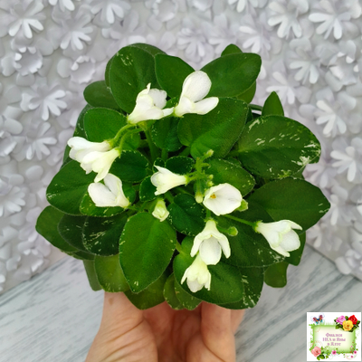 Н-Каламбур (Н. Бердикова) 2016 трейлер