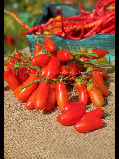 Томат Flaschentomaten (Фляшентомат), 10 шт