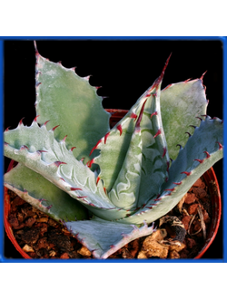 Agave parryi