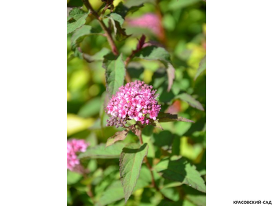 Спирея японская Мерло Грин