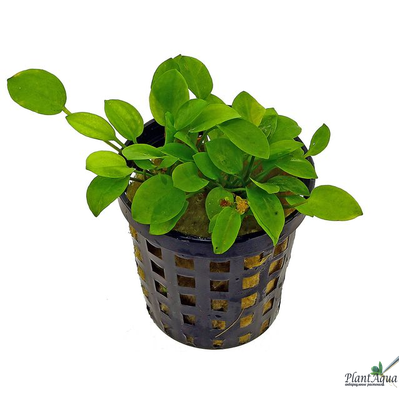 Ранализма Ростатум (горшок)