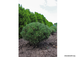 Сосна Миникин - Minikin