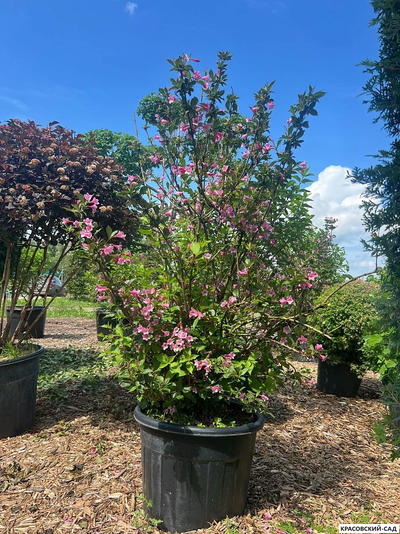 Вейгелла Розеа - Weigela Rosea