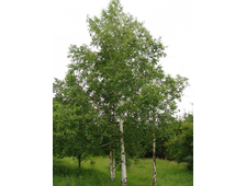 Берёза обыкновенная 3-х летка выс.100см