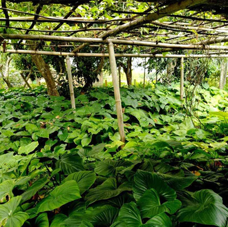 Ганди корень (Homalomena aromatica) 1 г - 100% натуральное эфирное масло