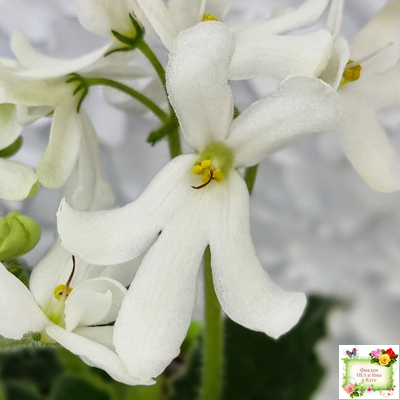 Lunar Lily white (Лунэ Лили уайт) (селекционер неизвестен)