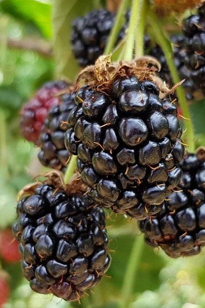 Ежевика  Блэк Мэджик