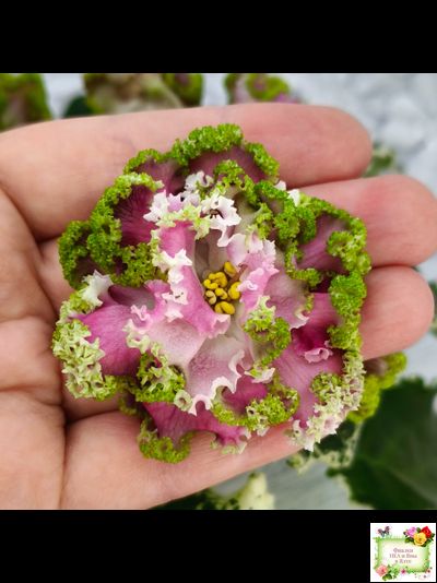 МТ-Античная Брошь (М. Тотиева) 2025 г.