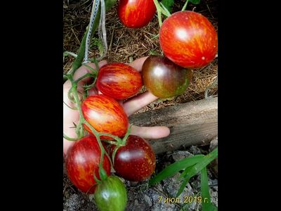 Томат Гаргамель (Gargamel)