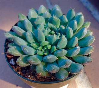 Echeveria Rundelli