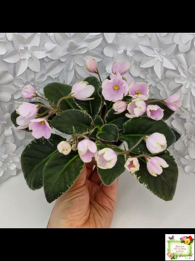 ЛЕ-Ландыши (Е. Лебецкая) 2020 г. (пестролистный лонг)