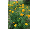 Trollius asiaticus