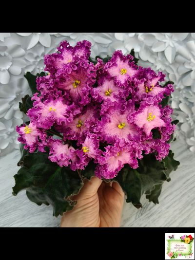 Nik-Любовный Напиток (Н. Булко) 2023 г.