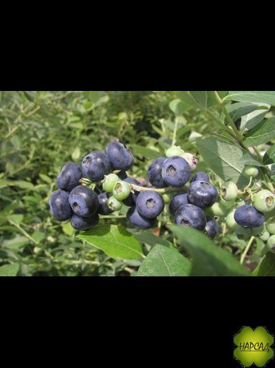 Голубика "РЕКА" (раннее плодоношение, саженец 1,5 года)