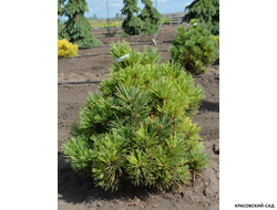 Сосна кедровая европейская Ортлер - Ortler