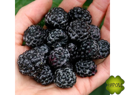 МАЛИНА "БЛЭК ДЖУЭЛ" (ЧЕРНОПЛОДНАЯ)