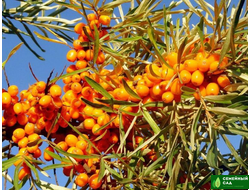 Облепиха "Ассора"