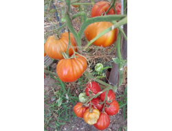 Томат 100 пудов