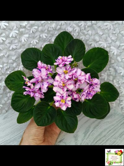 МК-Ветер Перемен Люкс химера (пасынок укоренённый из цветоноса)