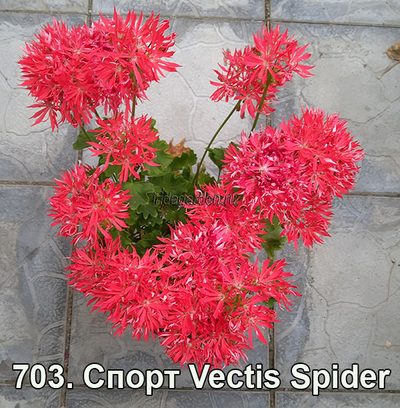 Пеларгония Vectis Spider sport