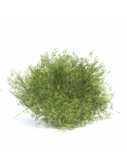 лиственные Акация Acacia cognata limelight 1