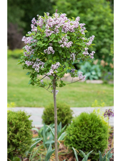 Сирень Miss Japan