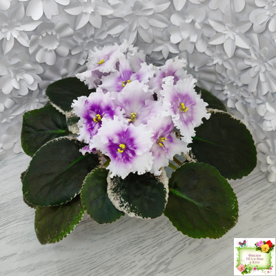 Dn-Дух Різдва (Д. Денисенко) 2020 г.