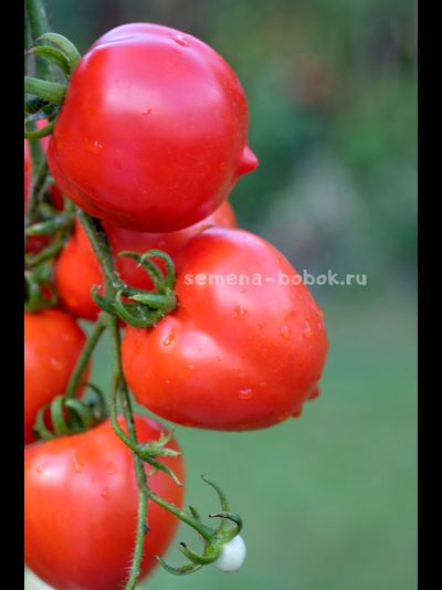 Томат Юбилейный Тарасенко, 10 шт