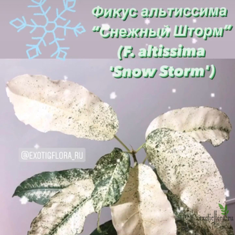 Ficus Altissima ‘Snow Storm’ / фикус алтиссима снежный шторм