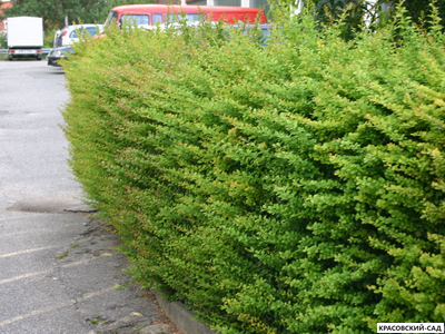 Живая изгородь из барбариса обыкновенного