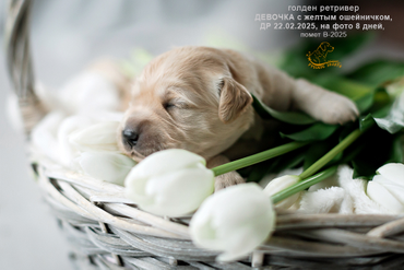 Девочка с ЖЕЛТЫМ ошейничком, 8 дней