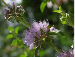 Мята болотная (Mentha pulegium) 5 мл - 100% натуральное эфирное масло