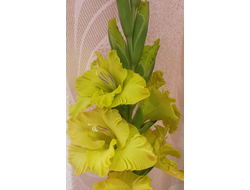 Н- 5) Салатовый (3раз)