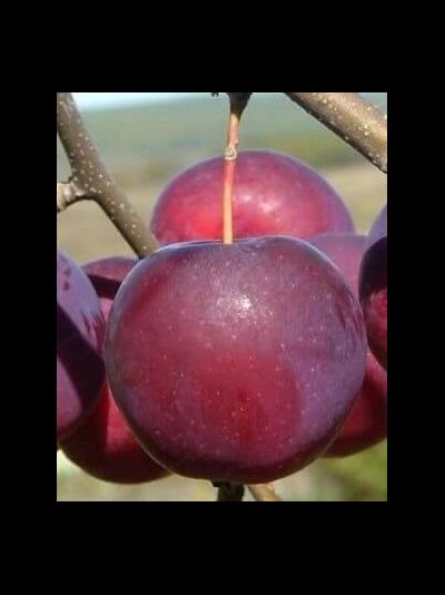 Гислоп (яблоня)