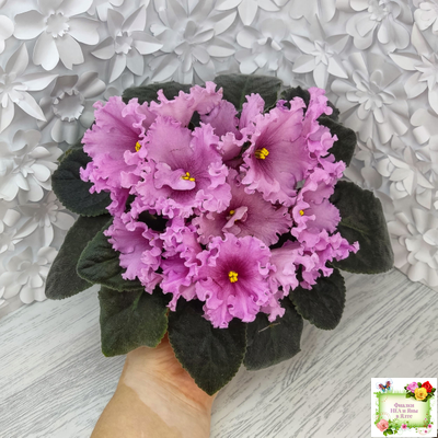 НК-Фанфан Тюльпан (Н.Козак) 2018 г. (лонг листва)