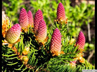 Ель Акрокона - Acrocona