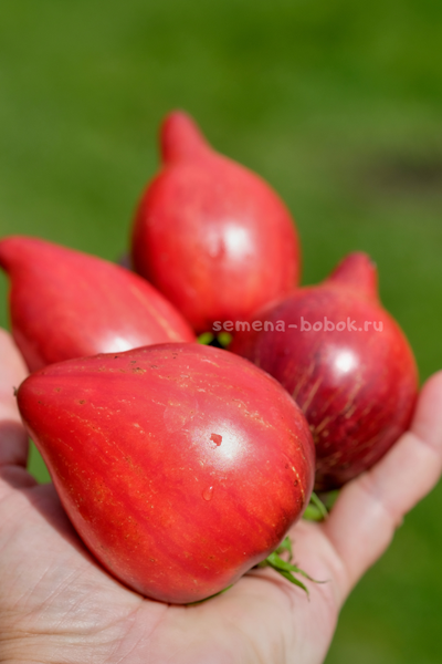 Томат Огненная Комета Софии, 10 шт