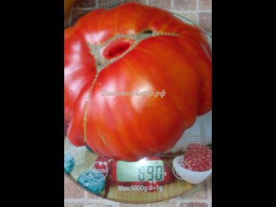 Томат Гигант Фарина (Gigante Farina, Италия)