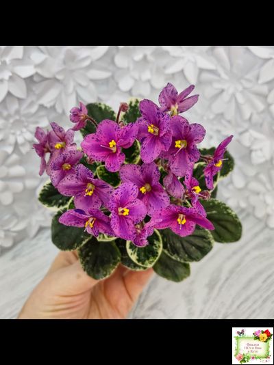 Mac's Coral Clackamas (G.McDonald)