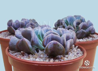 Эхеверия Кубик Фрост  - Echeveria Cubic Frost,  Эхеверия Кубический Мороз