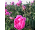 Роза Дамасцена (Rosa damascena), Турция 1 г - 100% натуральное эфирное масло