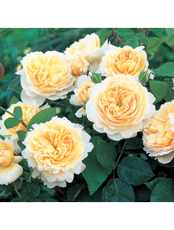 Крокус Роуз (Crocus Rose)