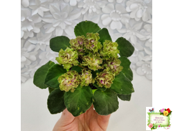 Allegro Pink Pistachio (J.Stromborg) (10765) 06/25/2015