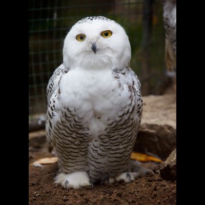 D0138 Полярная сова