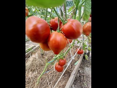 Томат Кинг конг (King kong)
