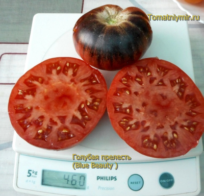 Томат Голубая прелесть (Blue Beauty), США