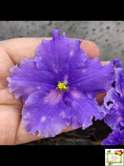 МТ-XXL Эльф (М. Тотиева) 2022 г. (сортовой стартер)