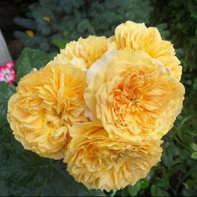 Лиа Туту (Leah Tutu)