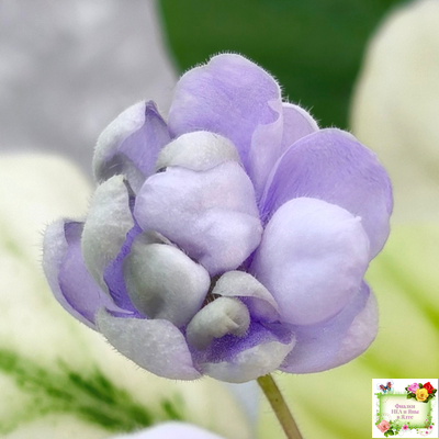 ЛЕ-Хрустальный Водопад Голд (Е. Лебецкая /С. Новгородова) 2018 трейлер