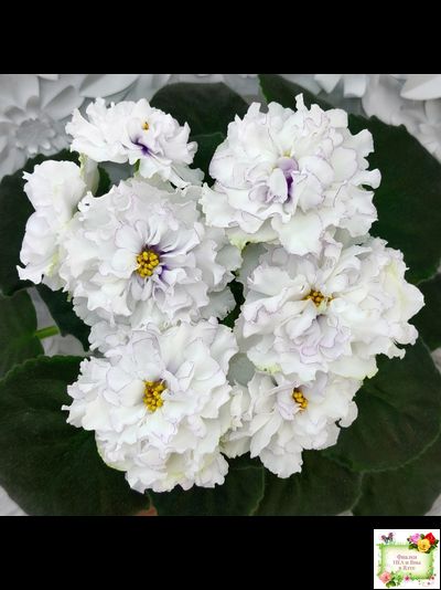 РМ-Прекрасный Жемчуг (Н. Скорнякова) 2022 г.